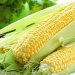 Самогон из кукурузы в домашних условиях