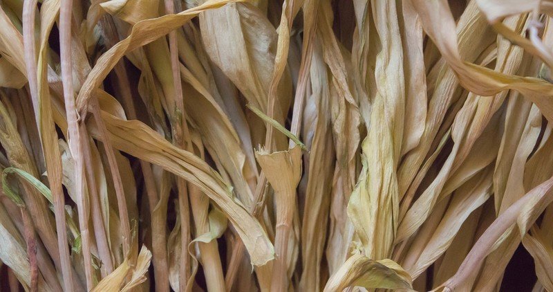 Сушеные листья кукурузы