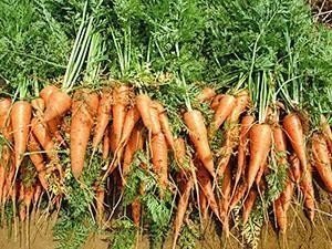 Морковь ред коред