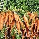 Что посадить рядом с морковью?