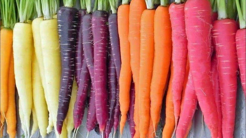 Морковь разных цветов