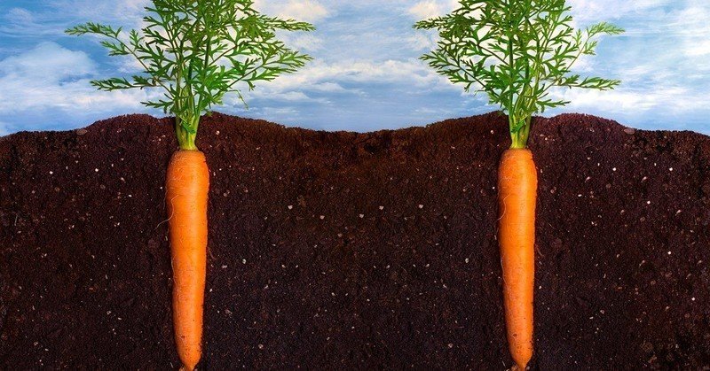 Морковка в земле