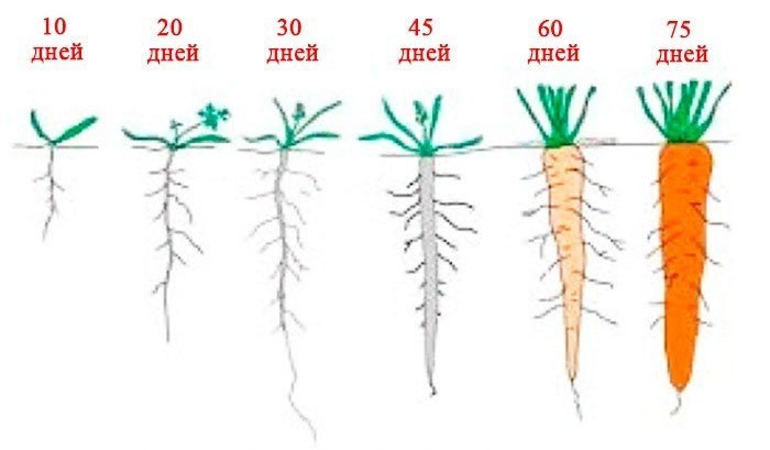 Особенности строения корневой системы моркови