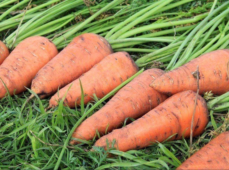 Морковь скороспелка сорт
