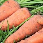Как поливать морковь после посадки