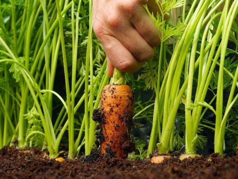 Прореживание моркови и свеклы