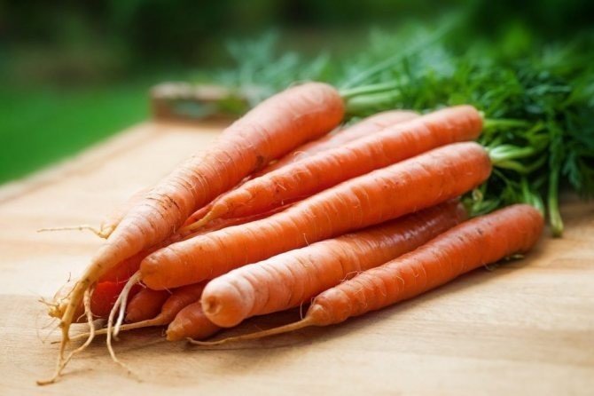 Виды моркови