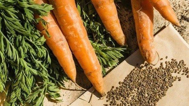 Как вырастить семена моркови самостоятельно в домашних условиях
