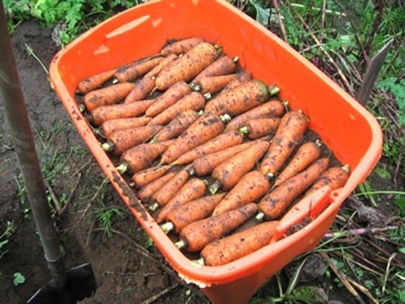 Когда убирать морковь