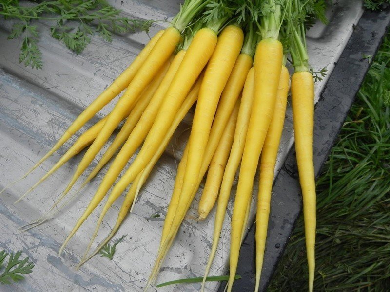 Желтая морковь мирзои