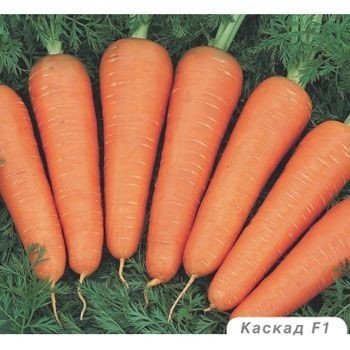 Гибриды моркови для длительного хранения