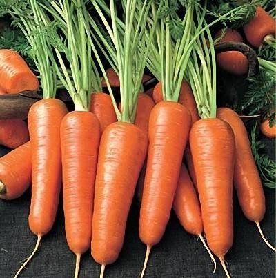 Морковь вита лонга