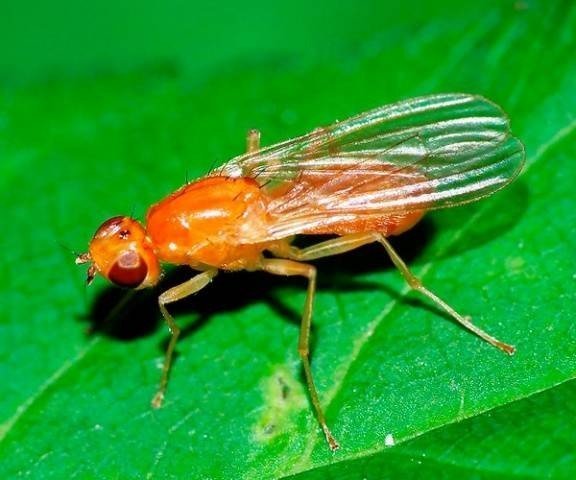 Морковная муха psila rosae