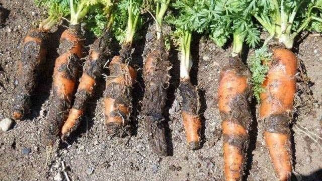 Лучшие сорта моркови: описание с фото, отзывы, видео