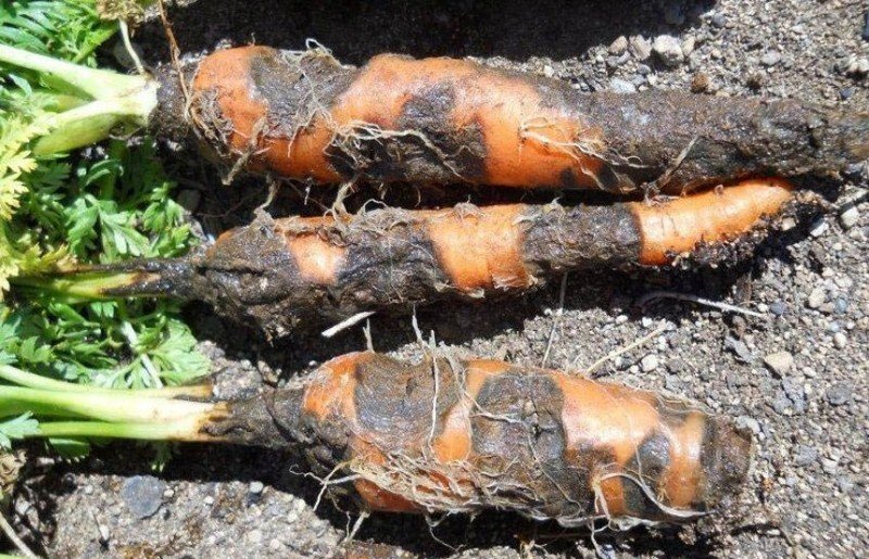 Альтернариоз моркови черная гниль