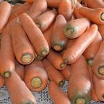 Морковь Лосиноостровская 13: описание сорта и особенности выращивания