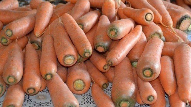 Морковь Лосиноостровская 13: описание сорта и особенности выращивания