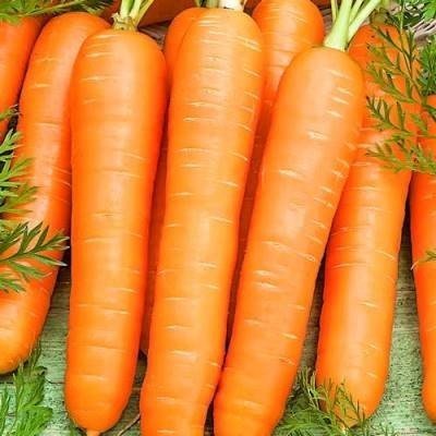 Морковь сорт шантанэ роял