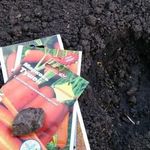 Подробная характеристика и агротехника выращивания моркови сорта Витаминная