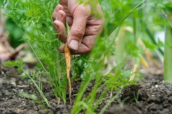 Садовый пинцет для прореживания моркови