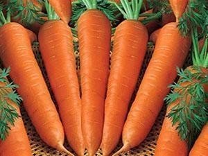 Морковь сорт бирючекутская