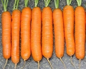 Морковь сорт нантская скарлет