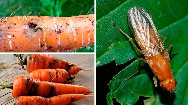 Морковная муха борьба с морковной мухой