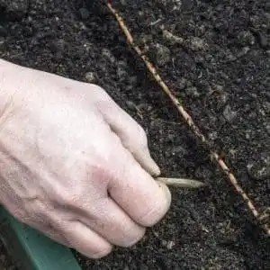 Подготовка почвы для посадки моркови