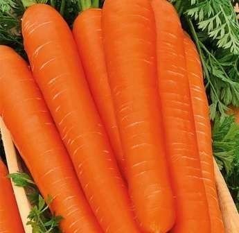 Гладкие сорта моркови