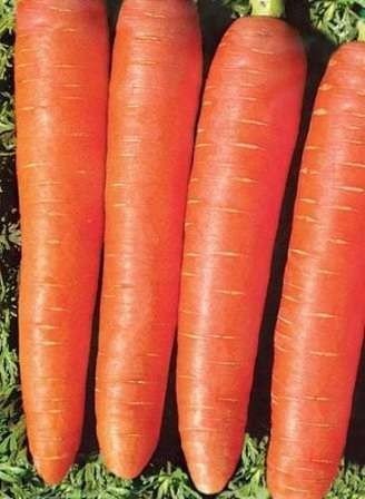 Морковь королева осени