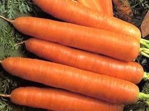 Морковь красный великан