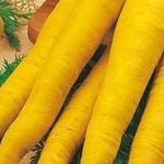 Семена моркови: лучшие сорта с отзывами