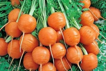 Сорт моркови с круглым листом