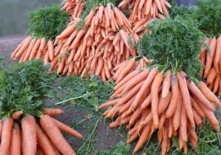Сорт самовыкапывающейся моркови