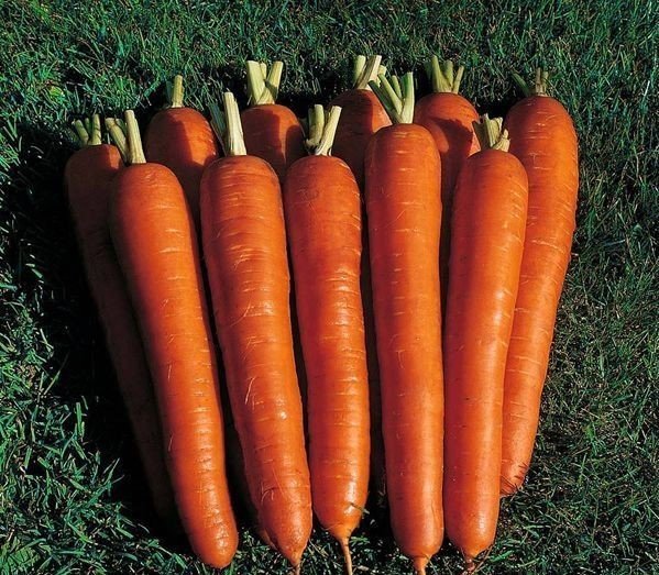 Морковь сахарный гигант