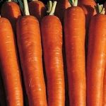 Сорт моркови император отзывы