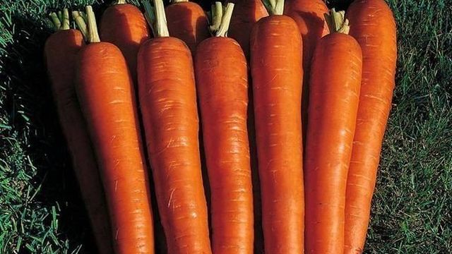 Сорт моркови император отзывы
