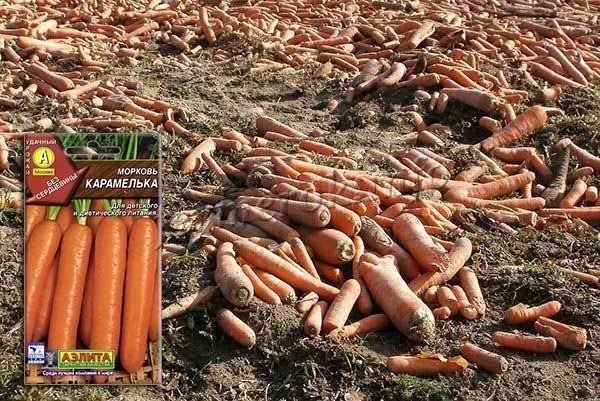 Неурожай моркови