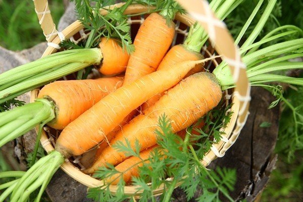 Сорта моркови карамелька