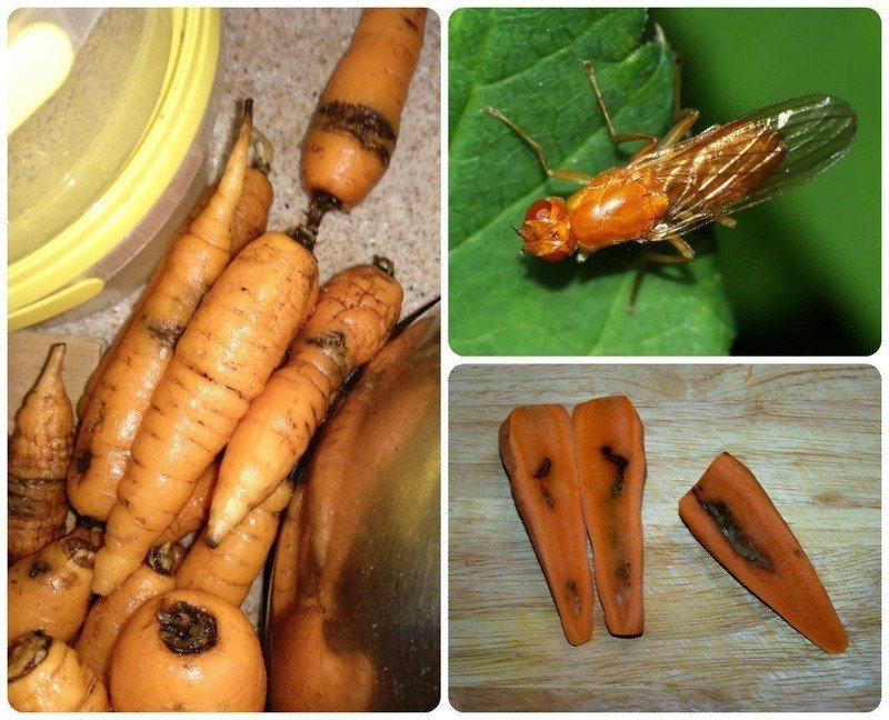 Чем обработать морковь от морковной мухи