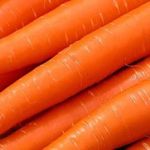 Сорт моркови Ромоса: описание, фото и отзывы