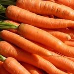 Сроки посева моркови под зиму и уход за ней