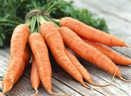 Морковь сорт «гордоне»