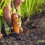 Выращивание моркови: выбор почвы, подготовка семян, посев и уход