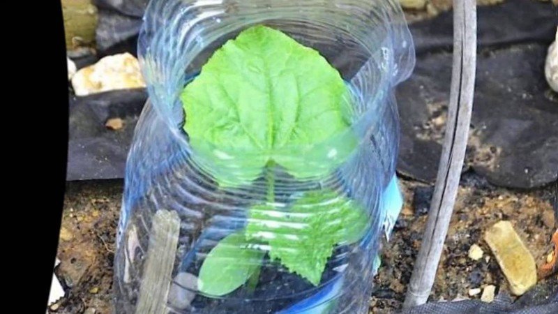 Огурцы на балконе выращивание в пластиковых бутылках