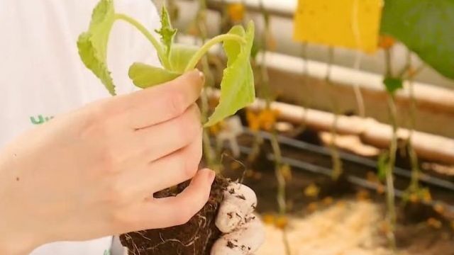 Как правильно сеять и формировать огурцы для консервирования