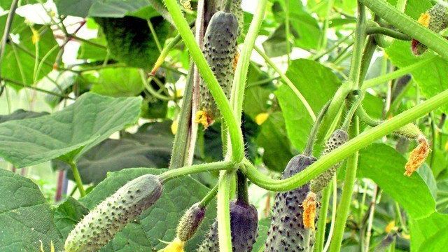 Огурец Эстафета f1: отзывы, выращивание и урожайность, фотографии и описание сорта