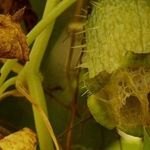 Растение — бешеный огурец и его фото