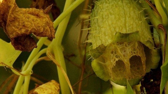 Бешеный огурец: растение, фото и способы его выращивания