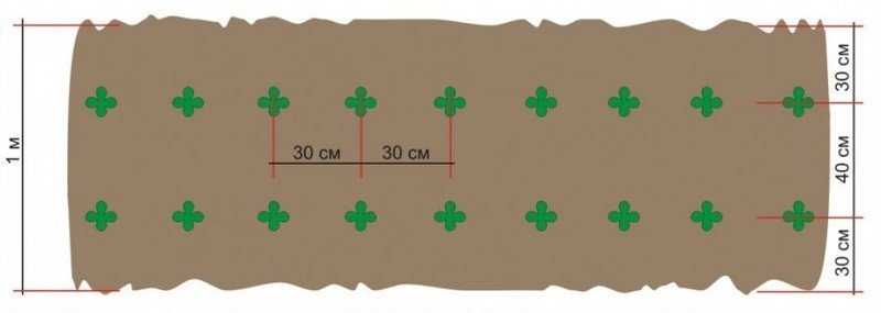 Схема посадки огурцов в открытый грунт рассадой
